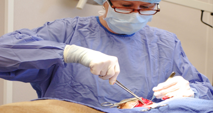 Veterinary Instruments